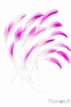 Gallo - 10-15 cm - bianco-fucsia